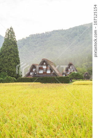 "Gifu Prefecture" Shirakawa-go in autumn - fruitful autumn and gassho-zukuri village "Gifu Prefecture" Shirakawa-go in autumn - fruitful autumn and gassho-zukuri village 107125154