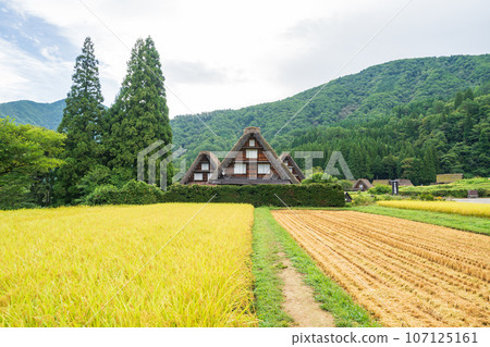 "Gifu Prefecture" Shirakawa-go in autumn - fruitful autumn and gassho-zukuri village "Gifu Prefecture" Shirakawa-go in autumn - fruitful autumn and gassho-zukuri village 107125161