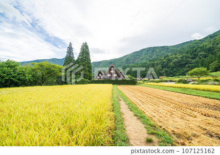 "Gifu Prefecture" Shirakawa-go in autumn - fruitful autumn and gassho-zukuri village "Gifu Prefecture" Shirakawa-go in autumn - fruitful autumn and gassho-zukuri village 107125162