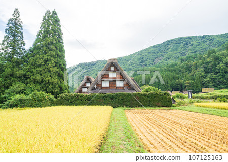 "Gifu Prefecture" Shirakawa-go in autumn - fruitful autumn and gassho-zukuri village 107125163
