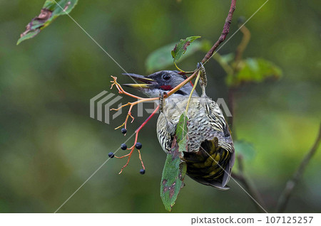 A green woodpecker came to eat the fruit of the clownfish tree. A green woodpecker came to eat the fruit of the clownfish tree. 107125257