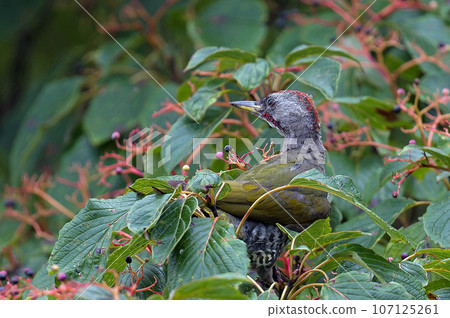 A green woodpecker came to eat the fruit of the clownfish tree. 107125261