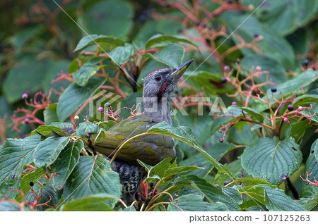 A green woodpecker came to eat the fruit of the clownfish tree. 107125263