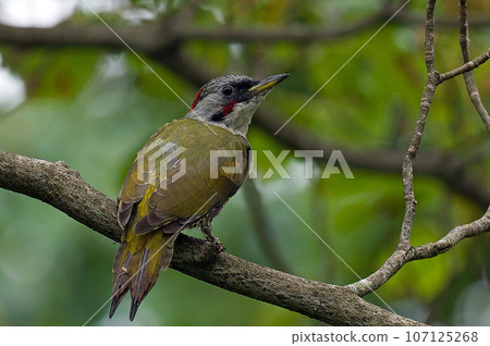 Blue woodpecker perching on a clownfish Blue woodpecker perching on a clownfish 107125268