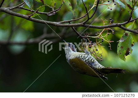 A green woodpecker came to eat the fruit of the clownfish tree. A green woodpecker came to eat the fruit of the clownfish tree. 107125270