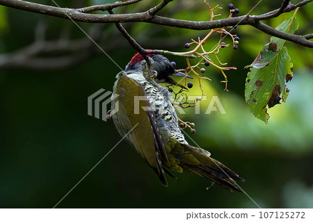 A green woodpecker came to eat the fruit of the clownfish tree. A green woodpecker came to eat the fruit of the clownfish tree. 107125272