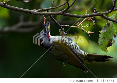 A green woodpecker came to eat the fruit of the clownfish tree. A green woodpecker came to eat the fruit of the clownfish tree. 107125273