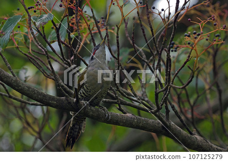 A green woodpecker came to eat the fruit of the clownfish tree. A green woodpecker came to eat the fruit of the clownfish tree. 107125279