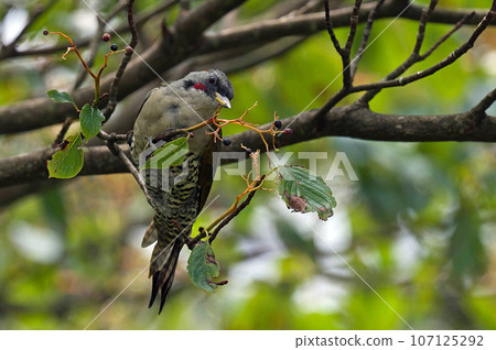 A green woodpecker came to eat the fruit of the clownfish tree. A green woodpecker came to eat the fruit of the clownfish tree. 107125292