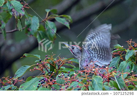 A green woodpecker came to eat the fruit of the clownfish tree. A green woodpecker came to eat the fruit of the clownfish tree. 107125298