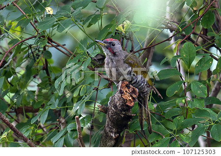 A green woodpecker came to eat the fruit of the clownfish tree. A green woodpecker came to eat the fruit of the clownfish tree. 107125303