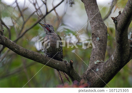 A green woodpecker perches on a clownfish branch 107125305