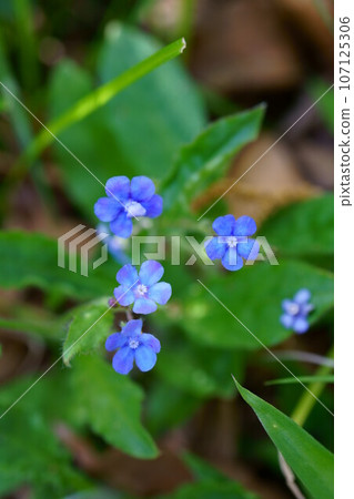 4994 Borisou 4994 Borisou 107125306