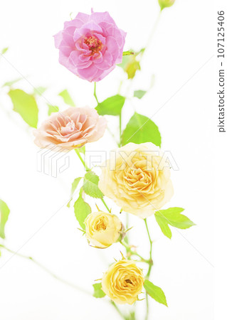 Cute colorful rose flowers in pink and yellow 107125406