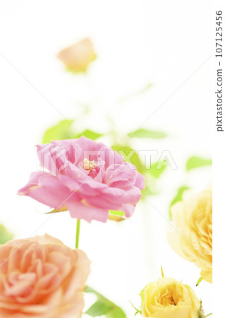 Cute colorful rose flowers in pink and yellow 107125456
