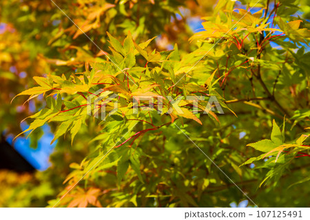 A maple that starts to color A maple that starts to color 107125491