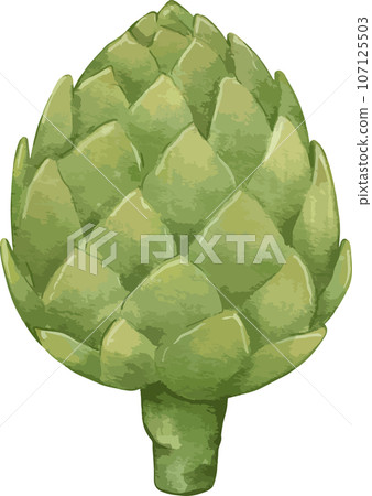 artichoke watercolor illustration isolated element 107125503