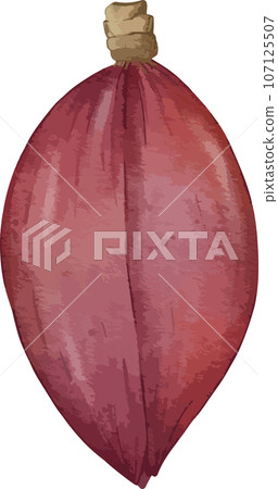 banana blossom shoot watercolor illustration isolated element banana blossom shoot watercolor illustration isolated element 107125507