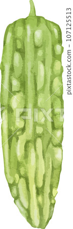bitter melon watercolor illustration isolated element bitter melon watercolor illustration isolated element 107125513