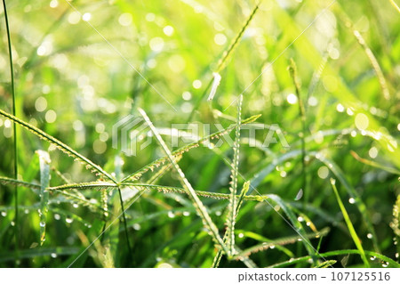 Morning dew on the grass sparkling in the morning sun Morning dew on the grass sparkling in the morning sun 107125516