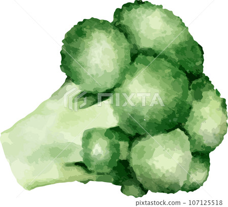 broccoli watercolor illustration isolated element 107125518