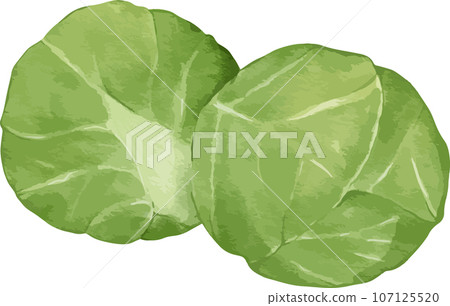 brussel sprouts watercolor illustration isolated element brussel sprouts watercolor illustration isolated element 107125520