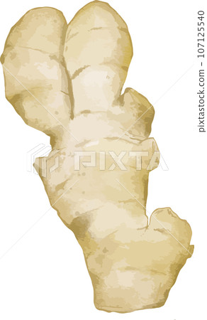ginger watercolor illustration isolated element ginger watercolor illustration isolated element 107125540