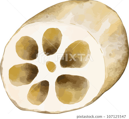 lotus root watercolor illustration isolated element lotus root watercolor illustration isolated element 107125547