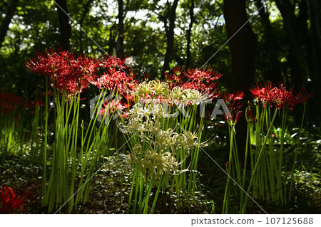 Cluster amaryllis 107125688