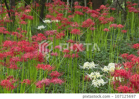 Cluster amaryllis Cluster amaryllis 107125697