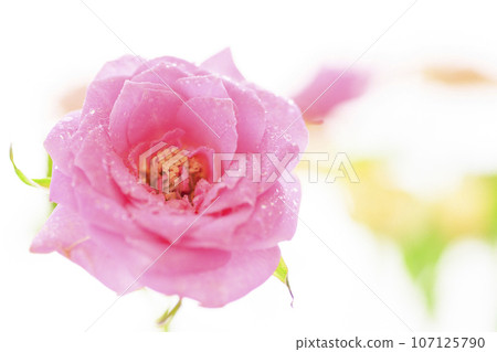 明亮的粉紅色和黃色玫瑰 明亮的粉紅色和黃色玫瑰 107125790