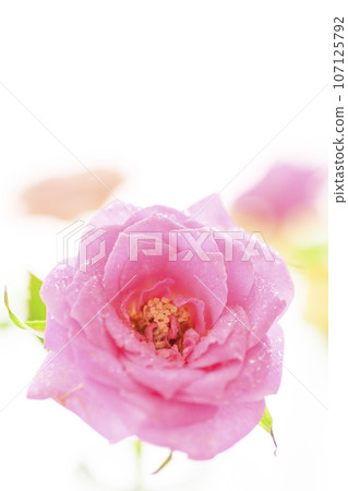 明亮的粉紅色和黃色玫瑰 明亮的粉紅色和黃色玫瑰 107125792