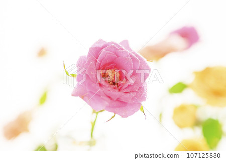 Bright and cute pink and yellow roses 107125880