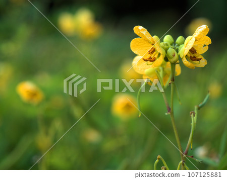 九月盛開的黃色粳花 九月盛開的黃色粳花 107125881