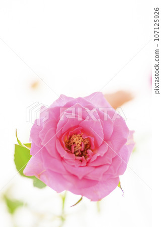 Bright and cute pink and yellow roses 107125926