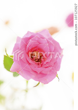Bright and cute pink and yellow roses 107125927