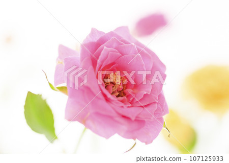 Bright and cute pink and yellow roses 107125933