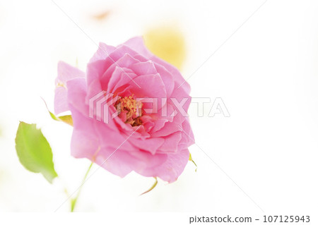 Bright and cute pink and yellow roses 107125943