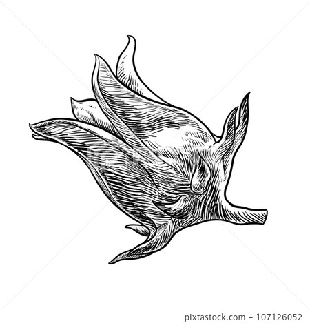 roselle drawing roselle drawing 107126052