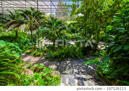 Interior view of the cold house Estufa Fria is a greenhouse with gardens, ponds, exotic plants and trees in Lisbon, Portugal 107126113