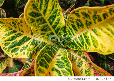 Garden croton Codiaeum variegatum aka variegated croton leaves close up background texture Garden croton Codiaeum variegatum aka variegated croton leaves close up background texture 107126146
