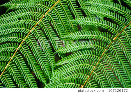 Close up view Sphaeropteris cooperi or Cyathea cooperi lacy tree fern, scaly tree fern alsk known Austrialian tree fern green leaf fronds and leaflets texture and pattern Close up view Sphaeropteris cooperi or Cyathea cooperi lacy tree fern, scaly tree fern alsk known Austrialian tree fern green leaf fronds and leaflets texture and pattern 107126172