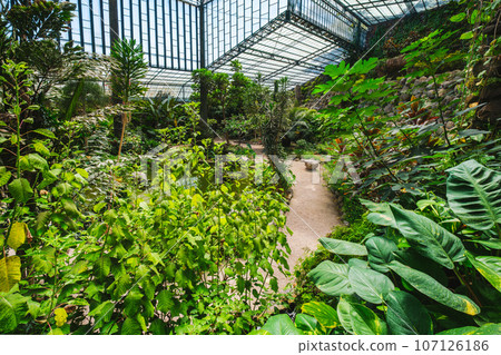 Interior view of the cold house Estufa Fria is a greenhouse with gardens, ponds, exotic plants and trees in Lisbon, Portugal Interior view of the cold house Estufa Fria is a greenhouse with gardens, ponds, exotic plants and trees in Lisbon, Portugal 107126186
