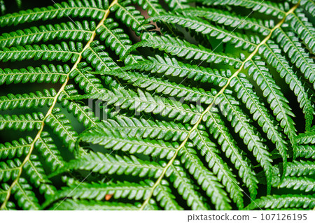 Close up view Sphaeropteris cooperi or Cyathea cooperi lacy tree fern, scaly tree fern alsk known Austrialian tree fern green leaf fronds and leaflets texture and pattern Close up view Sphaeropteris cooperi or Cyathea cooperi lacy tree fern, scaly tree fern alsk known Austrialian tree fern green leaf fronds and leaflets texture and pattern 107126195