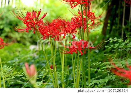 石蒜 石蒜 107126214