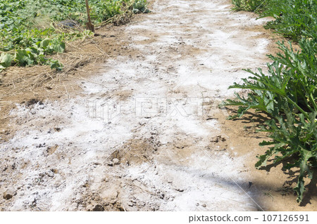 鎂石灰田 107126591