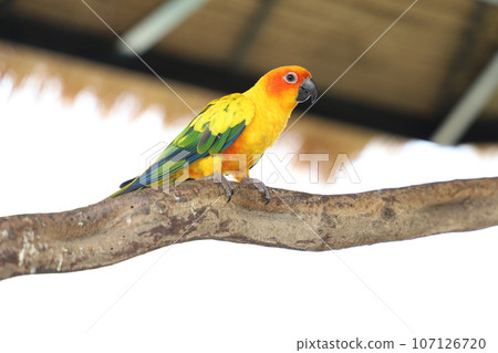 The mini parrot bird on stick tree The mini parrot bird on stick tree 107126720