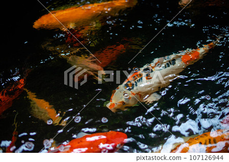 Koi fish A large school of Koi fish cluster together 107126944