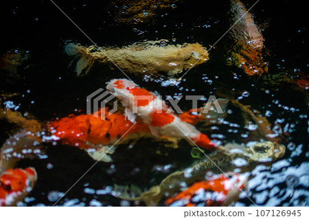 Koi fish A large school of Koi fish cluster together 107126945