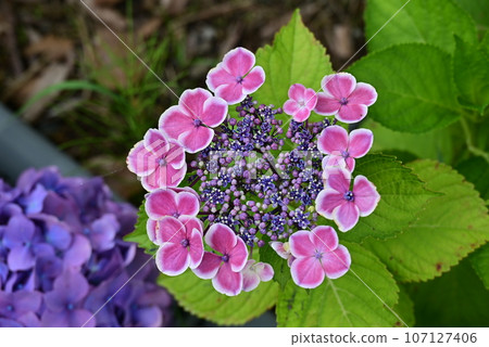Ashikarien Hydrangea 107127406